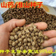 Authentic Iron Bar Yam Bean Seed Farmer Huaiyam Seedlings Yam Mouth Germinated Yam Bean Nursery Potted Plant Germination Grain (500) Authentic Iron Bar Yam Bean