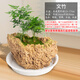 Stone flower pot absorbent stone water stone original stone natural flower pot with asparagus bamboo and calamus succulent plant micro landscape pot 13-17cm stone pot + asparagus package one