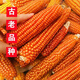 Princess Pomelo old variety yellow corn kernels self-saved seeds farmer stupid corn seeds can be self-saved old corn seeds 50 grams old corn seeds 100 grams