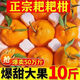 Authentic Meishan Chunjian Sichuan Rake Mandarin Special Grade Baba Mandarin Ugly Orange Fresh Fruit Seasonal Full Box 1g Authentic Chunjian Chunjian Papa Mandarin - Get ten for a fake one Rare quality With box 9-10 Jin Jin is equal to 0.5 kg The King of Fruits