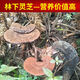 Fat Donglai's same style wild Ganoderma pure natural purple Ganoderma wild L raw mountain natural non-bitter pruned branch with spore powder 500 grams Ganoderma 10-16 pcs