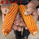 Princess Pomelo old variety yellow corn kernels self-saved seeds farmer stupid corn seeds can be self-saved old corn seeds 50 grams old corn seeds 100 grams