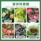 Great Harvest and Fenchuang Carefully Selected Sugar Alcohol Calcium Foliar Fertilizer for Fruit Expansion and Anti-Cracking Fruit Medium Element Water-Soluble Fertilizer Aqueous Fertilizer 1L