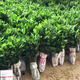 Sichuan red orange saplings, red orange seedlings, grafted seedlings, grafted seedlings, detoxified seedlings, red orange seed replacement seedlings, greenhouse seedlings, red orange seedlings, 10/20 cm high, 500 trees