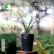 Wengyuan Orchid, Spring Orchid, Myth Thin Leaf Grass, Flower Tongue Colorful Qinhua Qinbud Strong Fragrance Green Plant Potted Plant, Myth 5 Seedlings, Large Strong Seedlings, Simple Pot Hair