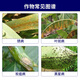 先正达翼选金棠阿米妙收苯甲嘧菌酯辣椒炭疽叶斑纹枯蔓病杀菌剂10ml*1袋