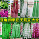 Legumes, long cowpeas, green beans, gluten-free flat belt rack, Yunlaimei, expanded skin, magpie bean seeds, pink, long leaves, 2.5kg
