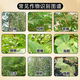 Tetracycline Herbicide Shrub Vine Weed Killer Weed and Rot Root Agent Powerful Tree Killer Large Tree Rot Root King 1Jin Jin is equal to 0.5 kg.