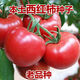 Farmer's Big Pink Tomato Seeds Big Red Four Seasons Woolly Pink Persimmon Seeds Tomato Seedlings Balcony Garden Vegetable Seeds Big Tomato Seeds 366 + Song Fertilizer