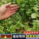 Four Seasons Large-leaf Coriander Seeds Coriander Seeds Garden Field Balcony Potted Plants Easy-to-Grow Vegetable Seeds Complete Collection of Large-leaf Coriander Seeds 1 Pack About 600 Tablets