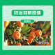 Guoguang Plant Source 2% Benzylaminopurine Rose Fruit Tree Flower Flowering and Germination Preserving Flower and Fruit Cytokinin 10m 1000ml