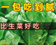 Heat-resistant peacock seeds can be eaten raw in all seasons, high-nutrition upright lettuce seeds pastoral potted salad lettuce [improved - 500 selected original seeds] No insect-free 869 peacock seeds (scattered to the soil) heat-resistant and easy