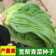 Sichuan Kuanbang green vegetable seeds, pickled pickles, sauerkraut, pickles, medium-ripe large-leaf autumn sown vegetable seeds, hot product impulse, Kuanbang green vegetable seeds, new this year, RNG9 original factory, 2 packs, about 2,000 grains