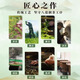 Tianchi Tea Industry 1392 Phoenix Dancong Chazhou Gaoshan Tea Phoenix Dancong Tea Old Teng Narcissus 100G*1 банка