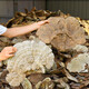 Changbaishan Ganoderma Lucidum Slices Ganoderma Lucidum Polvo empapado en vino y sopa, rodajas de nyingchi Changbaishan Ganoderma Lucidum Slices [250 gramos]
