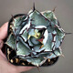 Hanchangwu Fresh Fairy Plants, Blue Whale Agave One Shot, Premium Small and Medium Agave Succulent Plants 8910 Size Comparison of 10cm Pot