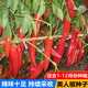 Spicy Spicy Pepper Seeds, Golden Spicy Green Peppers, Pig Intestine Pepper Seeds, Potted Vegetable Seeds for Garden Fields and Balconies, New Beauty Peppers, Hot and Touching, Approximately 900 capsules, 3 packs
