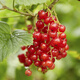 Gooseberry saplings, potted fruit seedlings, wild berries, patio balcony planting pots, 30 red currant seeds