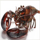 Fresh Boston lobster 400-500g/piece