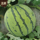 Beishu watermelon seed seedlings rock sugar unicorn 8424 potted watermelon seeds rock sugar unicorn melon seeds about 150 pieces