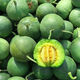 Ice Jade Melon Seeds Super Sweet Thin-Skinned Emerald Cantaloupe Spring and Autumn Early Ripening Four Seasons Balcony Fruit Seeds Ice Jade Emerald Melon Seeds Song Fertilizer Original New Seeds 1 Pack of Approximately 95 Pieces