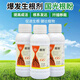 Guoguang Guoguang Genpan Naphthalene Acetic Acid Rooting and Seedling Strengthening Agent Plant Transplanting Rooting Agent with Hair Root Water Cutting Rooting Powder Guoguang Genpan 200mlx1 bottle