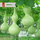 Treasure gourd seeds edible vegetable gourd vegetable seeds spring planting large gourd seeds flower seeds easy to grow in spring treasure gourd seeds - new species of the season original pack of about 11 seeds -