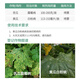 Bangsec 75% chlorothalonil fungicide blue powder cucumber vegetable fruit tree powdery mildew downy mildew chlorothalon pesticide fungicide