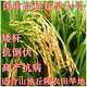 Upland rice seeds Zhenghan No. 10 Rice sown on dry land in mountains and hills Conventional varieties Japonica rice Indica rice Glutinous rice Zhenghan No. 10 250g bulk