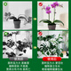 爬藤固定捆绑杆金钱树支撑杆室内瓜果花卉植物园艺花架花盆支架杆 10支4mm绿色60cm长 送10套帽
