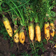 Shanxi Yuncheng yellow carrots fresh carrot vegetables