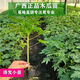 Papaya seedlings Thai golden milk papaya seedlings dwarf south and north planting potted ground planting annual fruit papaya fruit papaya 5 cm (with soil and leaves)