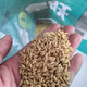 Upland rice seeds Zhenghan No. 10 Yield per kilo Jin Jin is equal to 0.5 kilograms Indica rice Luodao 998 Direct-seeded rice conventional rice seeds Dan upland rice 53-500 grams