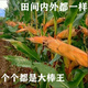 Spot new species Dongdan 509 double national-approved twin short-stem extra-large cob high-yielding corn seed purple stem purple root lodging resistance Big Mac Dongdan 509 whole bag 3.2 Jin Jin equals 0.5 kg per acre red axis long grain lodging resistance drought and pest resistance high temperature