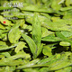 西湖说杭州龙井茶豆香特级250g明前绿茶春茶纸包装43#新茶嫩芽高端送礼