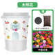Devodo Sunflower Seeds DIY Children's Fun Planting Potted Sets Student Plant Observation Kindergarten Mini Potted Plants