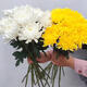 Garden new Qingming Festival yellow and white chrysanthemum flower bouquet for mourning, sweeping tombs, worshiping ancestors, worshiping mountains and praying to gods, Guangzhou base express delivery nationwide, 30 pieces of yellow chrysanthemums, vase not included