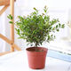 Taixisi small-leaf red nan green plant potted hydroponic plants are easy to grow living room green plant ornaments + Guangtide water-absorbing basin, straight from the source