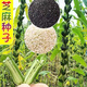 New Academy of Agricultural Sciences Black Sesame Seeds White Sesame Seeds Overlord Whip Early Cooked Food Dual-Purpose High Oil Sesame Seeds Black Sesame Overlord Whip High Oil White Sesame Seeds 200 per bag 1 bag of selected original seeds