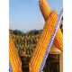 Dandong Liangyu 99 corn seeds National high-yield field early ripening stick miscellaneous Dongdan 1331 corn Good days 7384300 grains Original good days 738