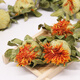 
Beijing Tongrentang safflower fruit authentic sulfur-free Tibetan saffron high-quality Chinese medicinal material saffron 500g safflower soaked in water and tea 100g safflower fruit (big new flower)