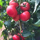 Farmer's Big Pink Tomato Seeds Big Red Four Seasons Woolly Pink Persimmon Seeds Tomato Seedlings Balcony Garden Vegetable Seeds Big Tomato Seeds 366 + Song Fertilizer