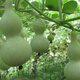 Treasure gourd seeds edible vegetable gourd vegetable seeds spring planting large gourd seeds flower seeds easy to grow in spring treasure gourd seeds - new species of the season original pack of about 11 seeds -