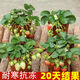 (Results 20 days after the slow seedling period) Cream Strawberry Seedlings Potted Four-Season Strawberry Saplings Planted in the South and North Cream Strawberry All-Season Fruits Cold-resistant and Freezing-resistant (1 seedling) The amount of fruit is average*
