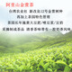 平茗阿里山金萱茶2025新茶台湾原产高山茶叶奶香乌龙茶600g原装清香型