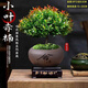 Jingyouyu golden nanmu small-leaf red phoebe bonsai old pile potted seedlings flower office desktop small green plants good for all seasons small-leaf red phoebe + shede ceramic round pot + square base + moss + fertilizer, tray not included