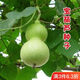 Treasure gourd seeds edible vegetable gourd vegetable seeds spring planting large gourd seeds flower seeds easy to grow in spring treasure gourd seeds - new species of the season original pack of about 11 seeds -