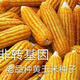 Princess Pomelo old variety yellow corn kernels self-saved seeds farmer stupid corn seeds can be self-saved old corn seeds 50 grams old corn seeds 100 grams