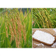 Guizhou glutinous rice seeds long-grain fragrant glutinous rice seeds paddy field seeds Huinuo 330 pearl glutinous rice seeds early and late rice seeds regular Taihe fragrant glutinous rice seeds a pack (round glutinous rice 200 grams)