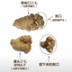 膳鼎祁   三七云南文山春三七中药材20头 30头无剪口田七三七粉 【30头500克-无剪口】复I购多